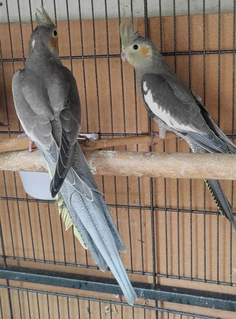 Beautiful Cockatiel Babies