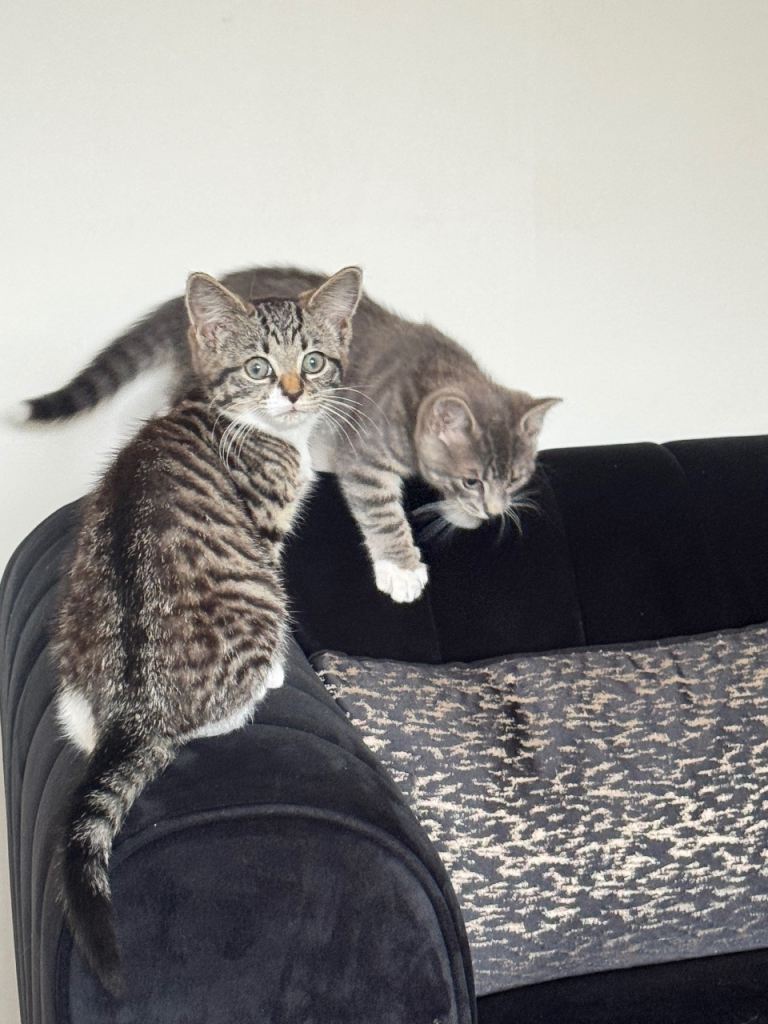 9 weeks old Kittens ready to go 