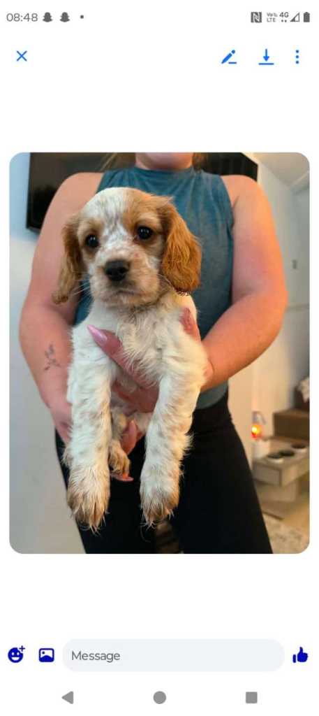 Cavalier x cockapoo 