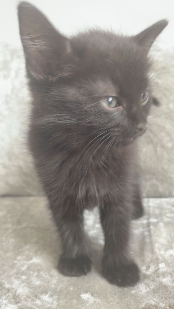 Kittens ready for there new home 
