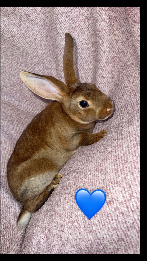 Rex rabbits 