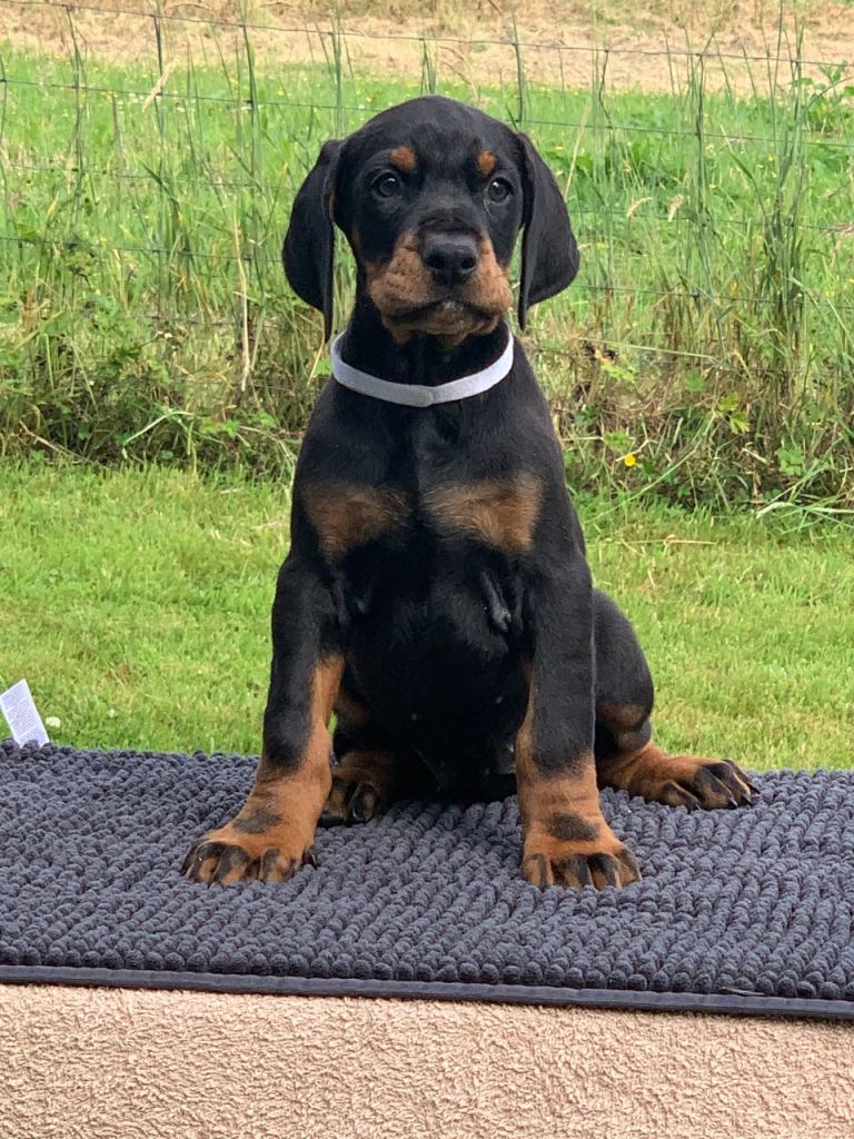 Quality pups from health tested parents