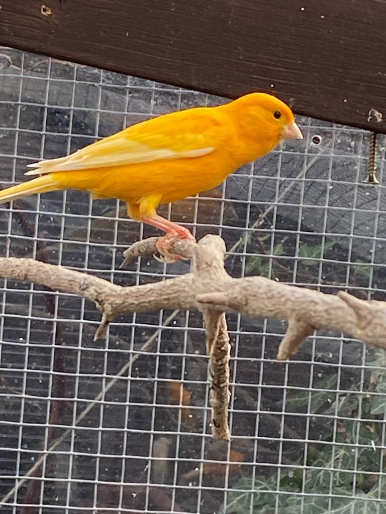 Young canaries for sale 