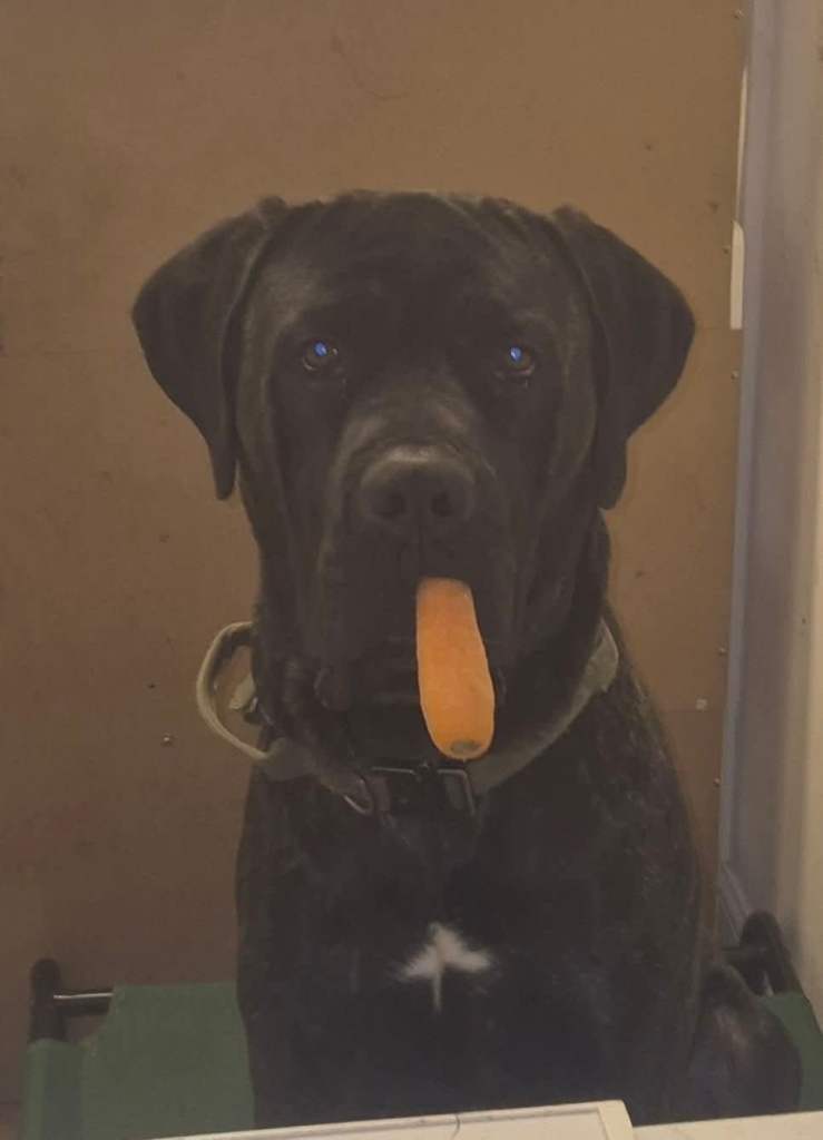 Cane corso