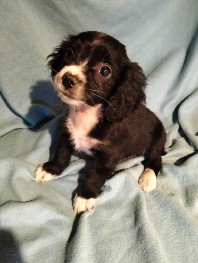 Maltipoo cross chihuahua 