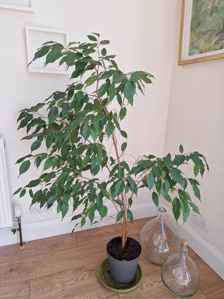 Healthy Ficus Benjamina houseplant in Pot