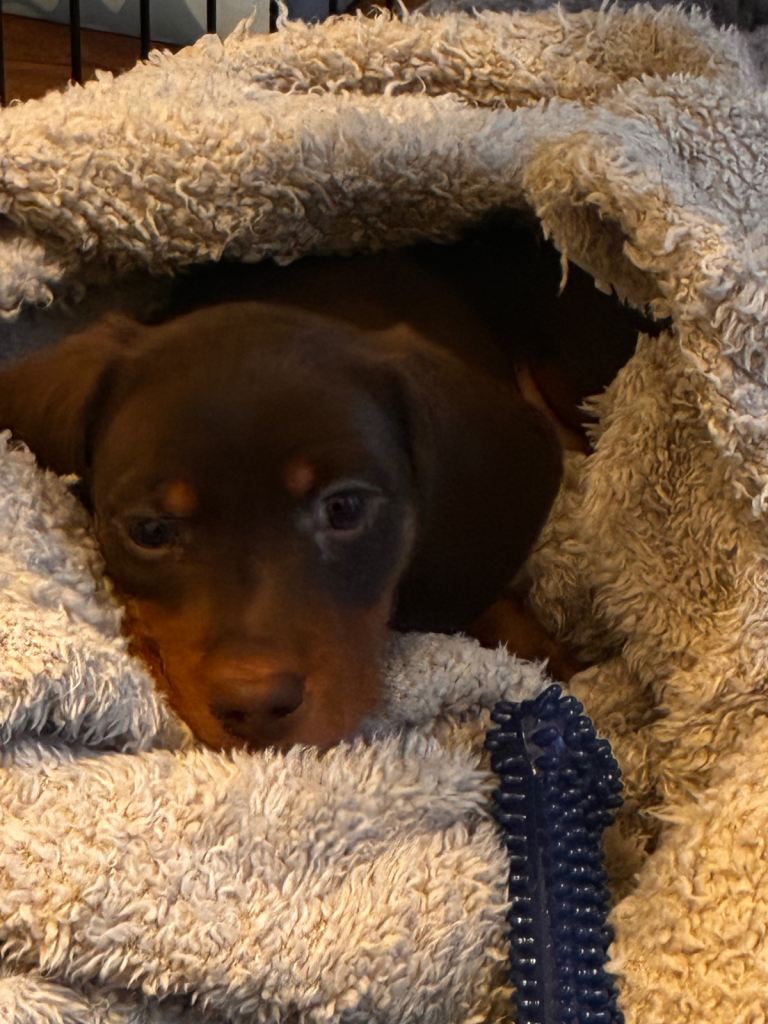 Miniature Daschund boy 9weeks old 
