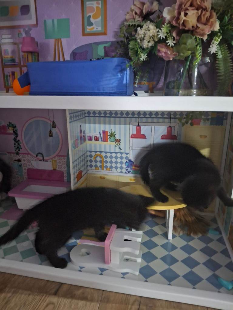 Kittens looking for a family