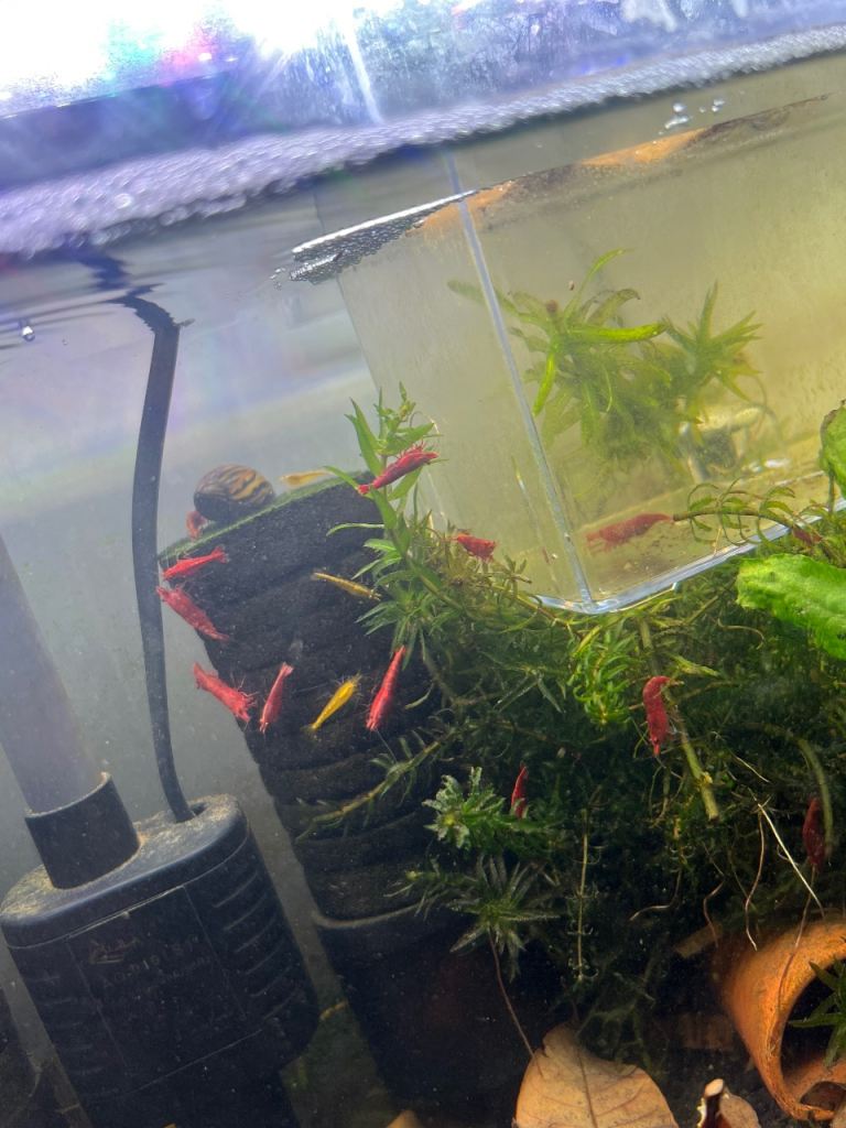 Tank clearance ‼️