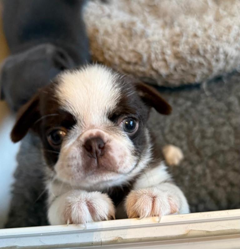 Beautiful KC Registered Pug Puppies 