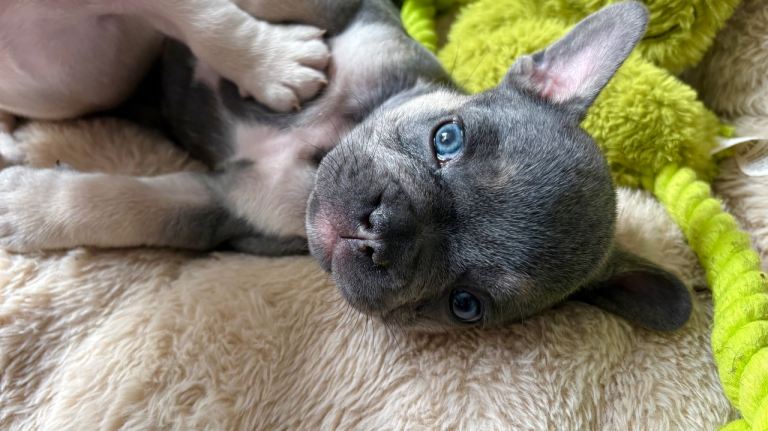 Home Raised French Bulldog Puppies | Vaccinated & Microchipped | Ready 13 July