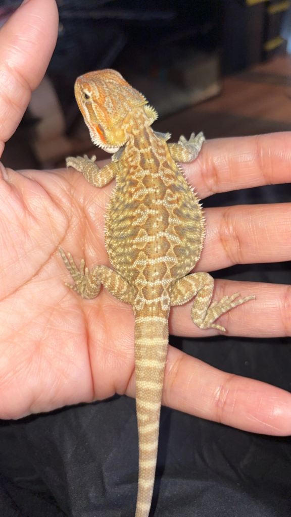 Bearded dragon babies last 1
