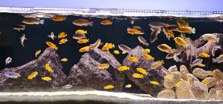 Malawi Cichlids - Tropical fish