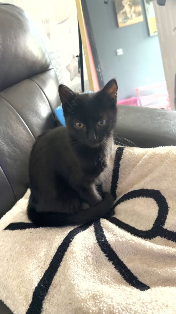 Beautiful 4 month old kitty pure black female 