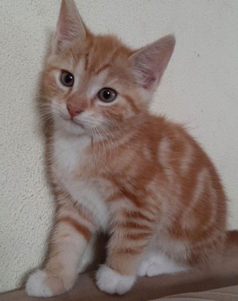 ginger/white   kitten