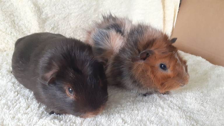 Pair of 9wk boars