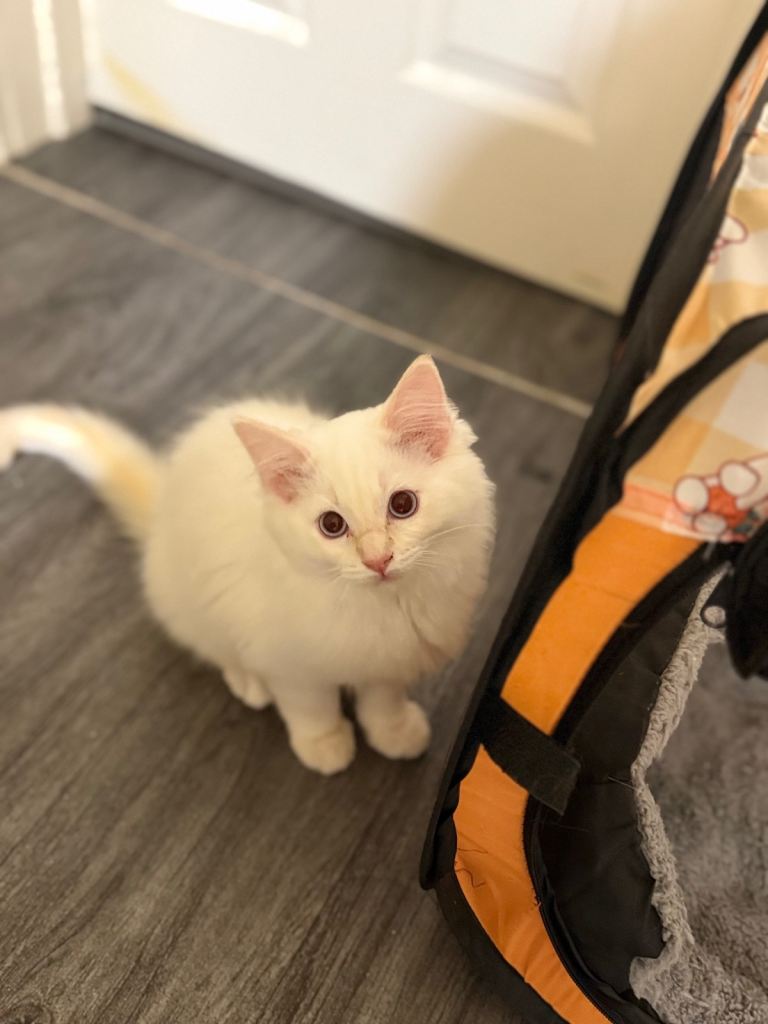 Ragdoll Kittens … Ready to Leave 