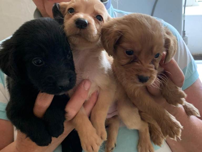 Springador Puppies