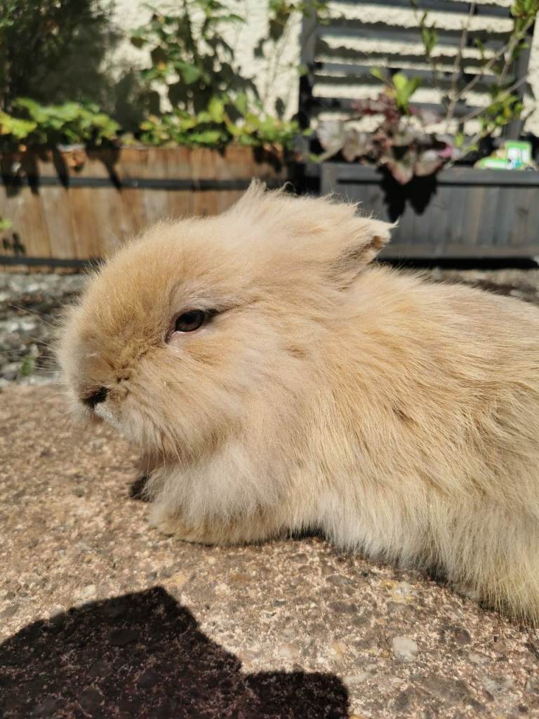 Golden Bunny Doe - Pure Lionhead - Vaccinated