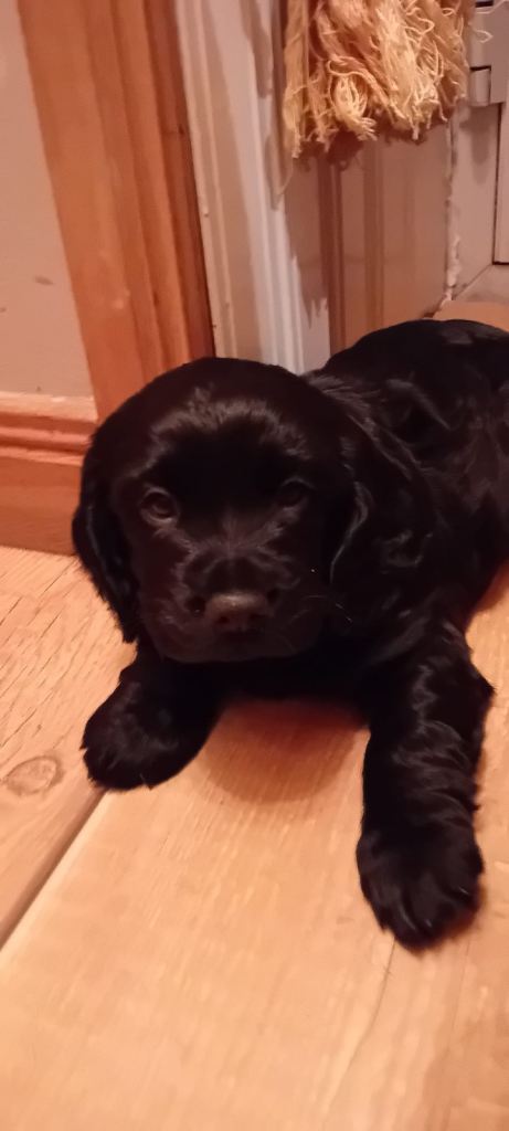 black KC registered male cocker spaniel 