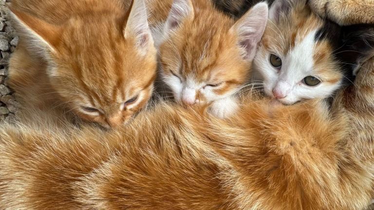 Cute kittens
