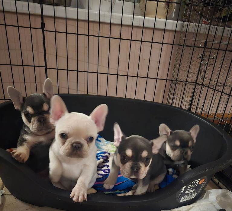 French bulldog puppies frenchie 