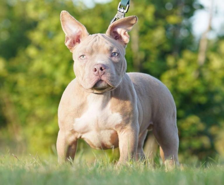 Pocket Bully Puppies – Ready for Their Forever Homes 