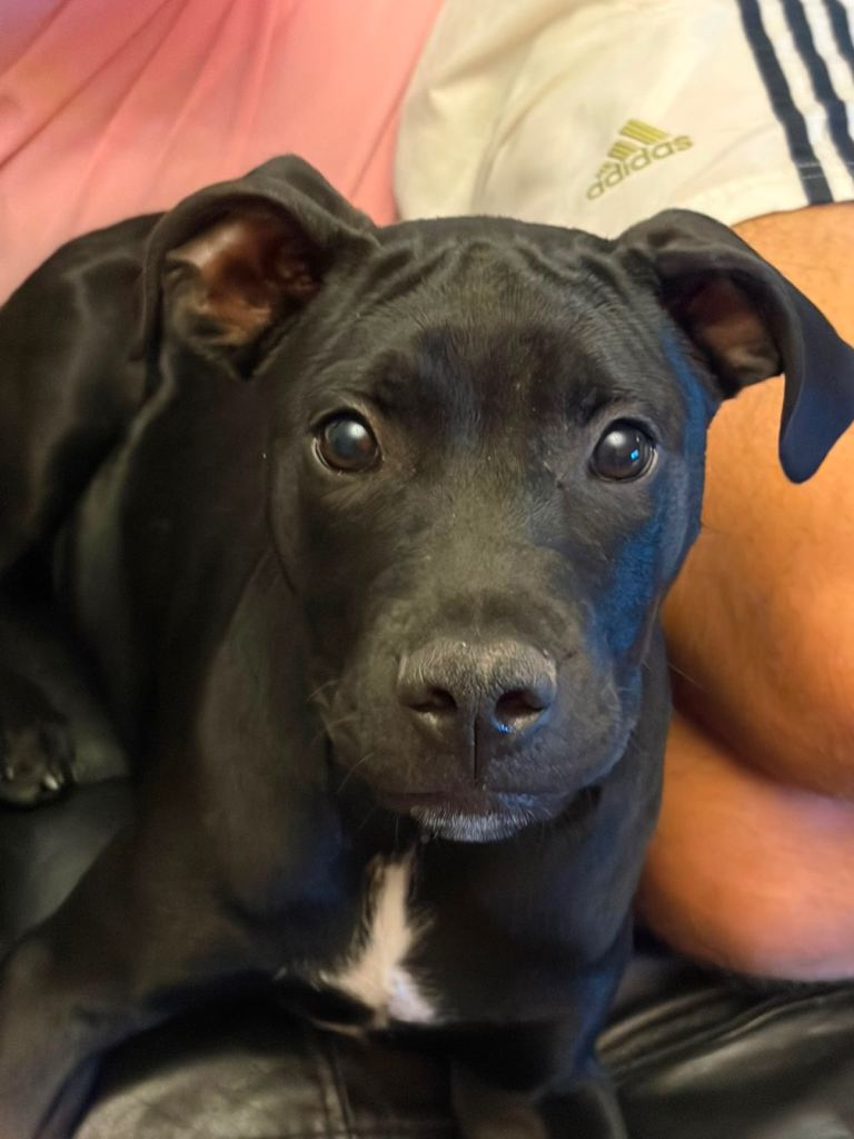 4 month old Staffy x cane corso