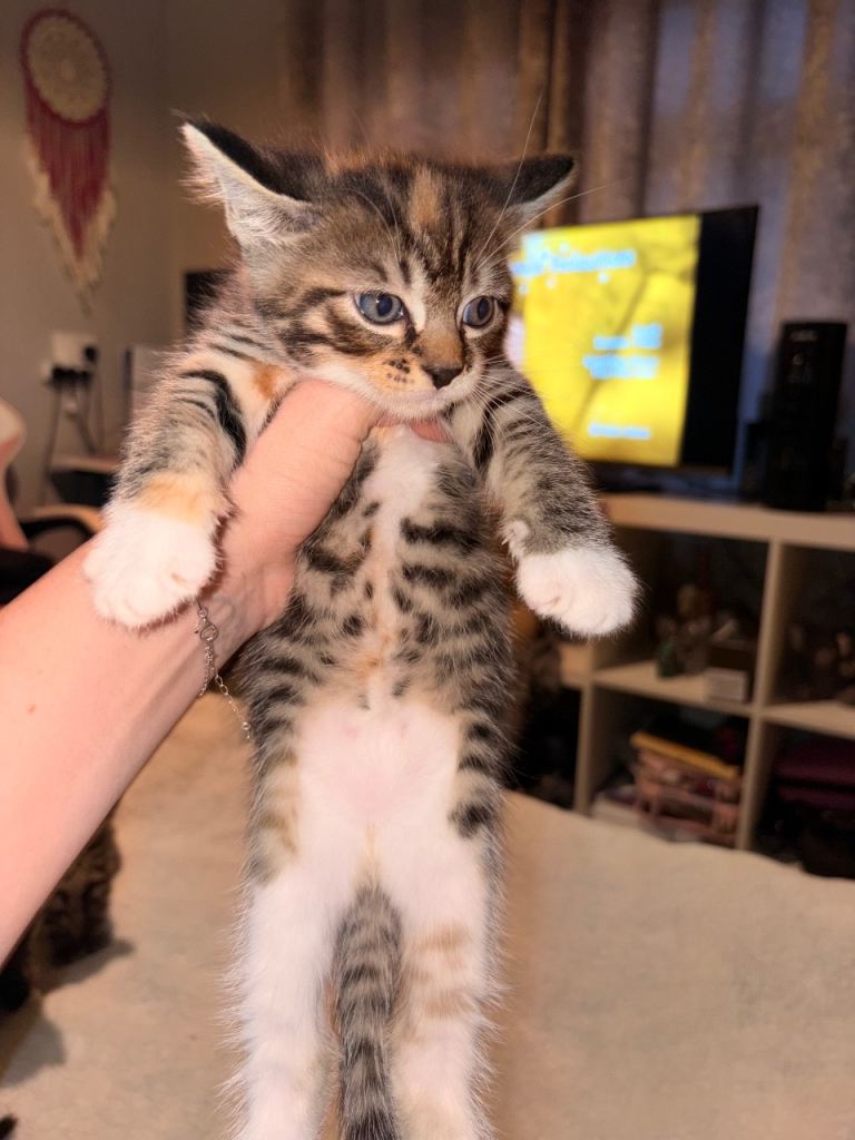Kitten’s 