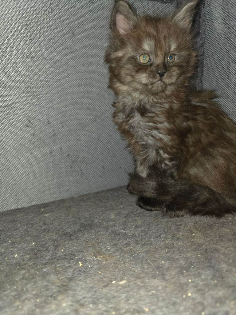 Maincoon kittens 