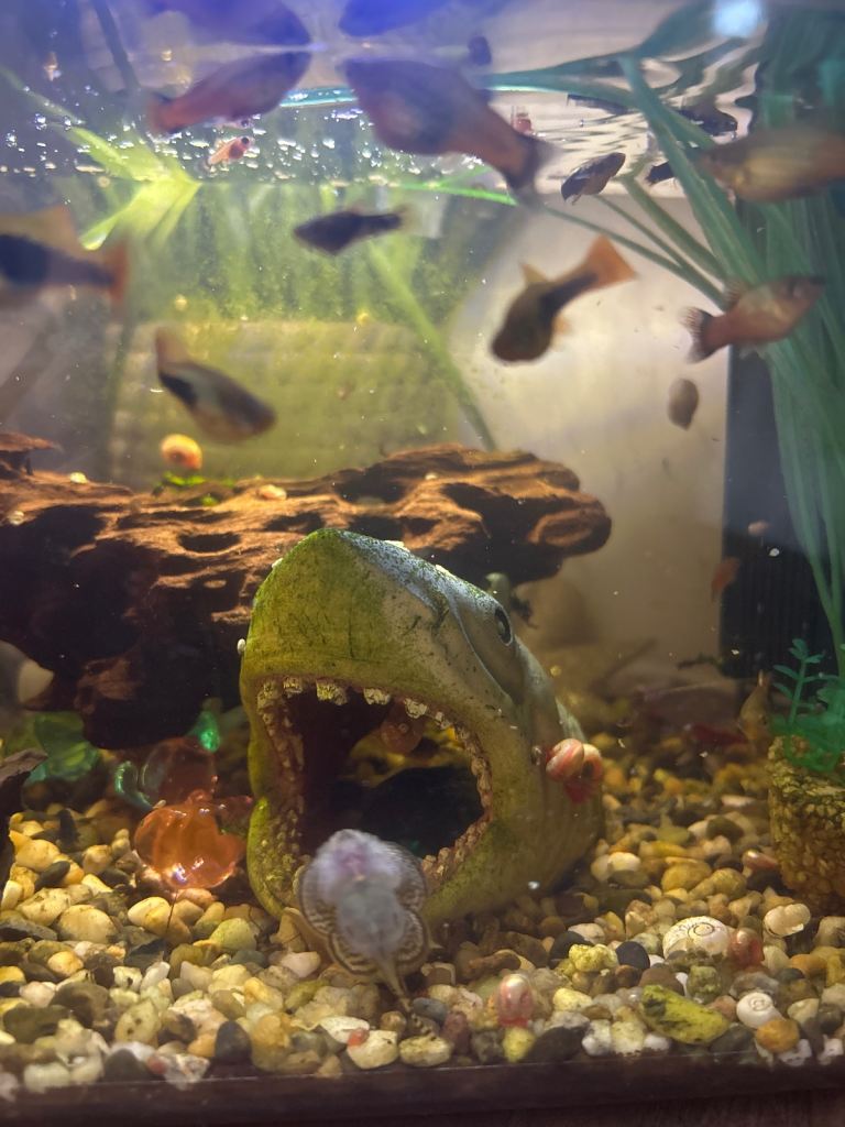 Sunrise plattys and red / pink ramshorn snails 