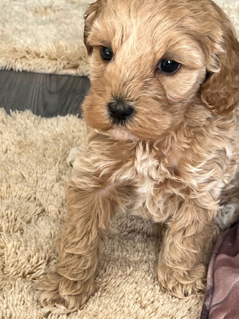 Toy Cockapoo’s