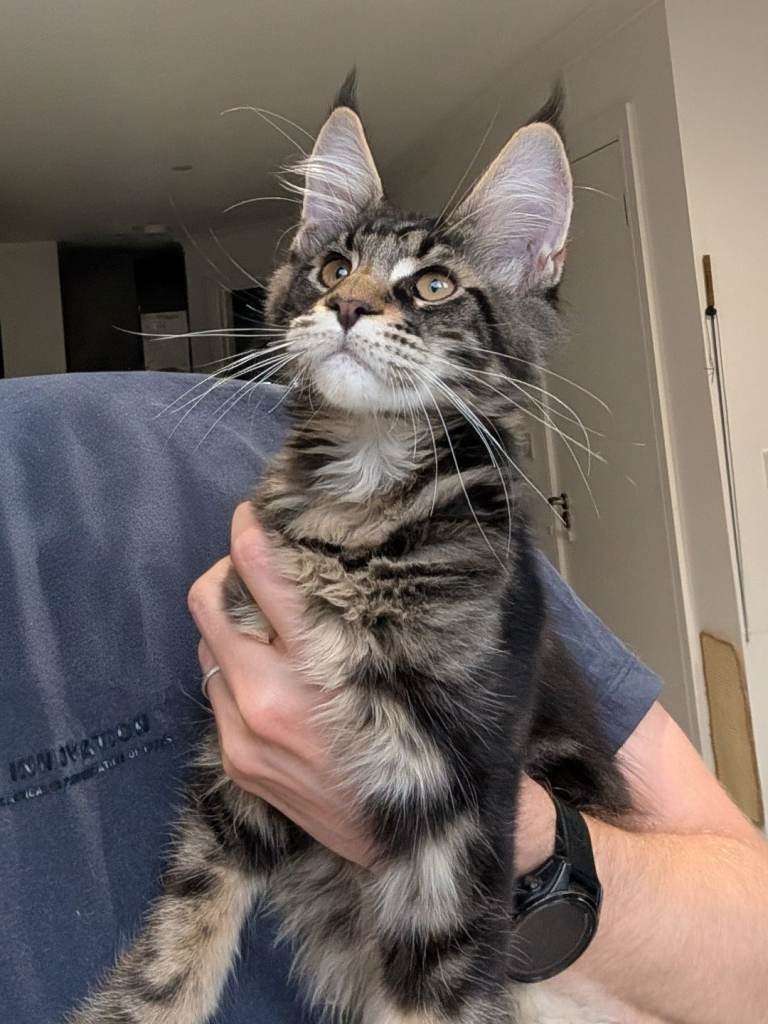 ✨TICA Registered Maine Coon Boy – Ready Now! 🐾