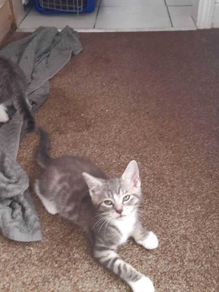 Lovely kittens need a home