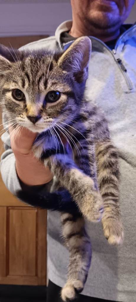 Kittens