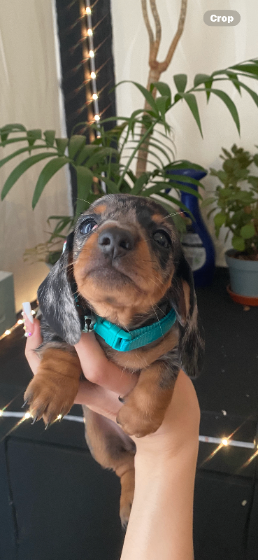 Miniature dachshund female 7 weeks