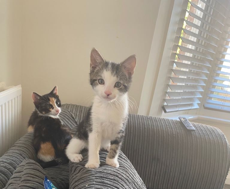 Pair of kittens brother and sister 