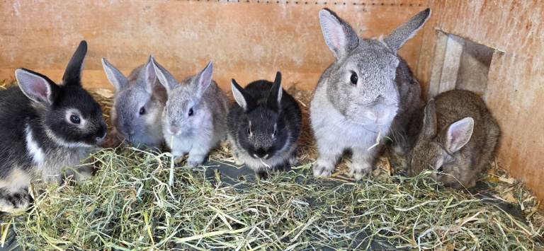 Netherlands Dwarf Rabbits. 