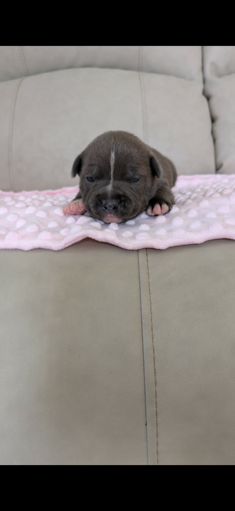 Staffordshire bull terrier puppy’s 