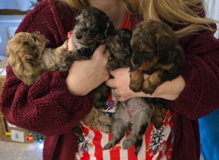 miniature poodle pups