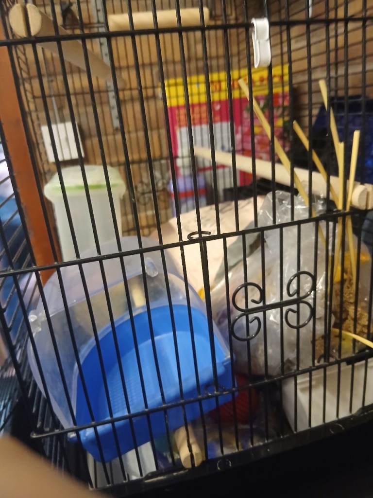 Bird cage 
