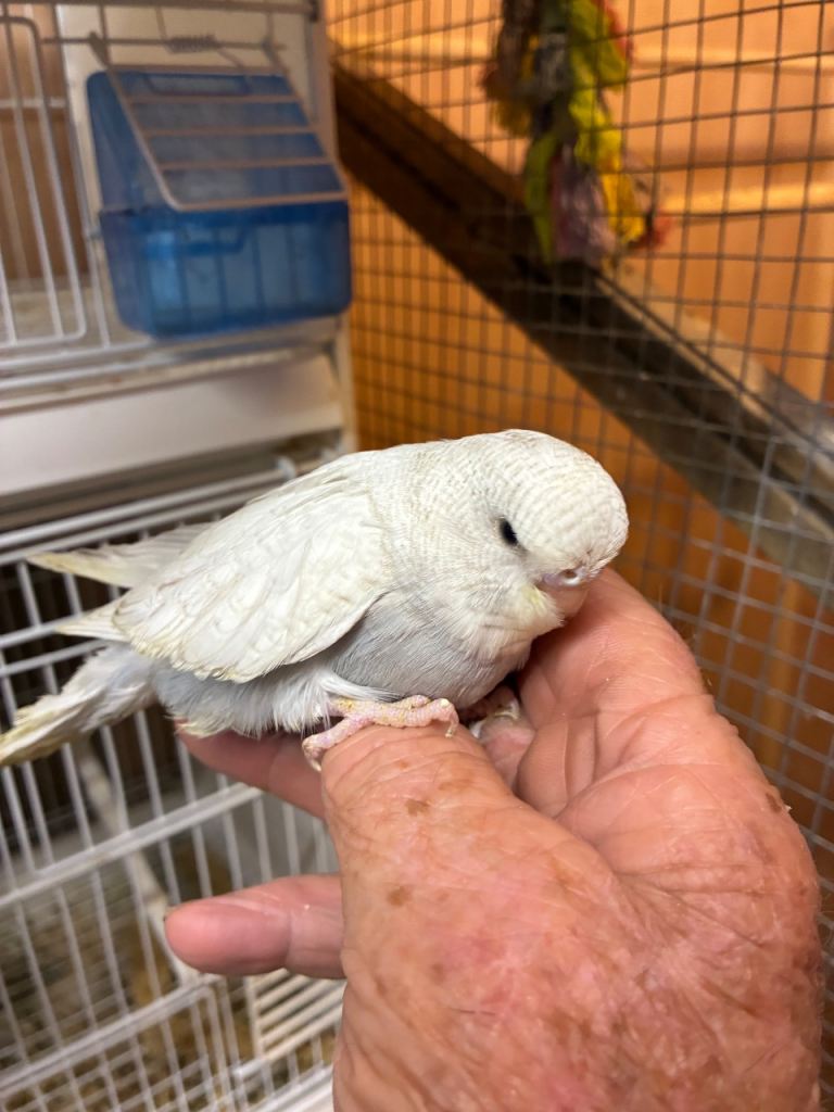 Baby budgies