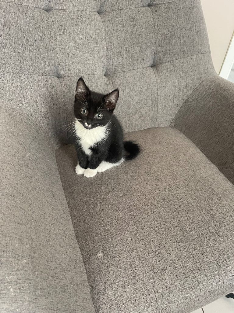 1 Bombay mixed breed kitten