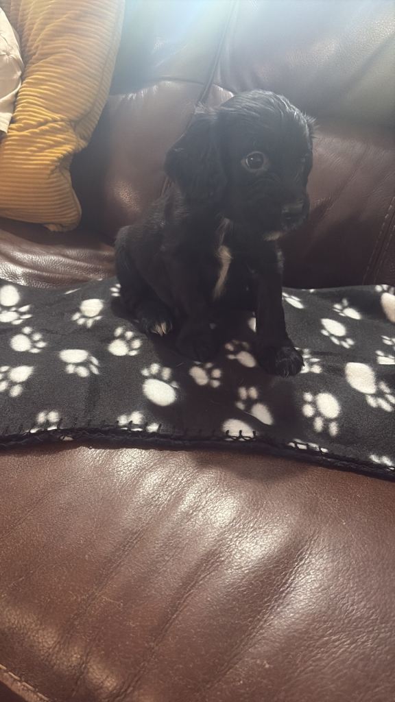 1 boy cocker spaniel left 