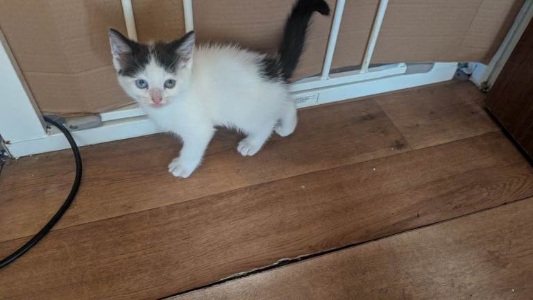 1 female kitten