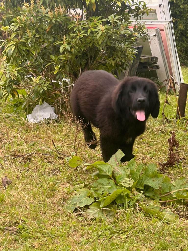 Newfoundland pups 