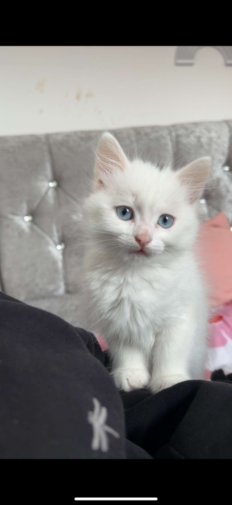Chunky Norwegian Forest Cross Kittens