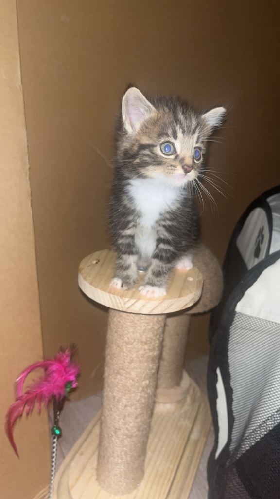 Tabby Mixed Breed Kitten - Ready Sept 2026