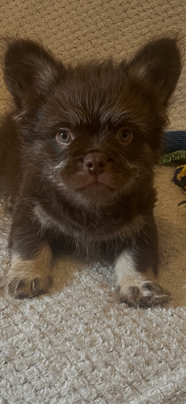 Teddy beat floode carrying pink