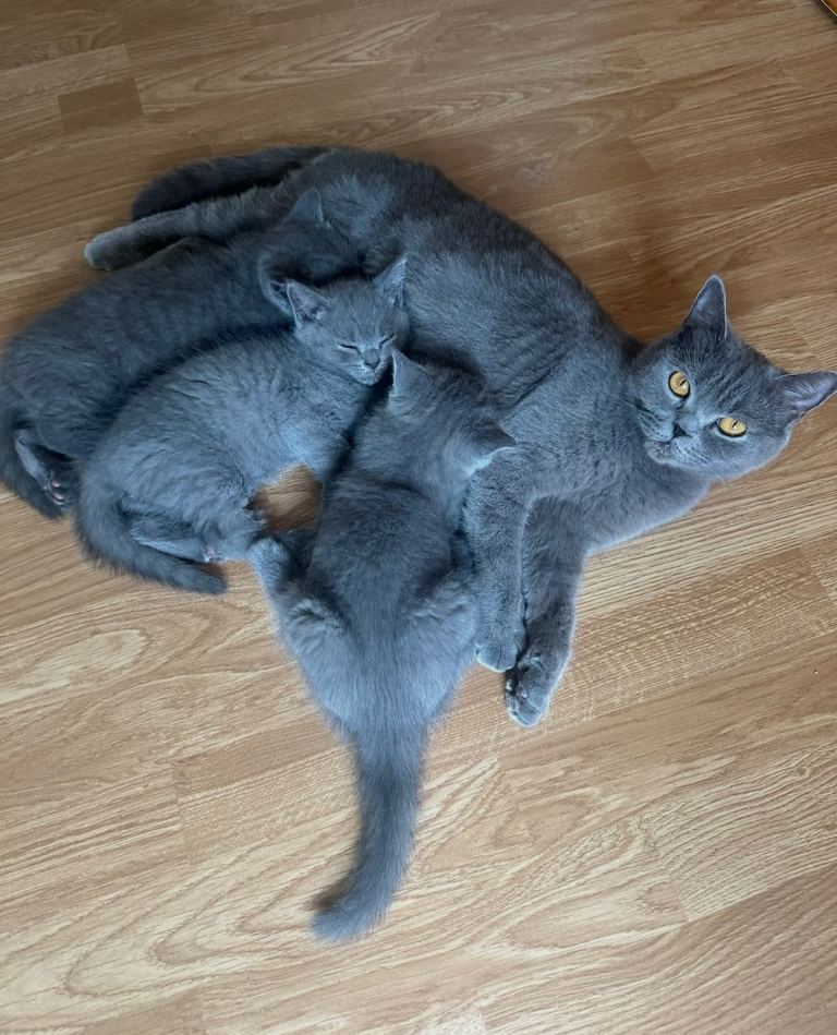 British Shorthair Kittens